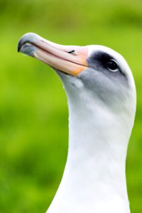 Laysan albatross (Phoebastria immutabilis) performing a "sky moo" photo