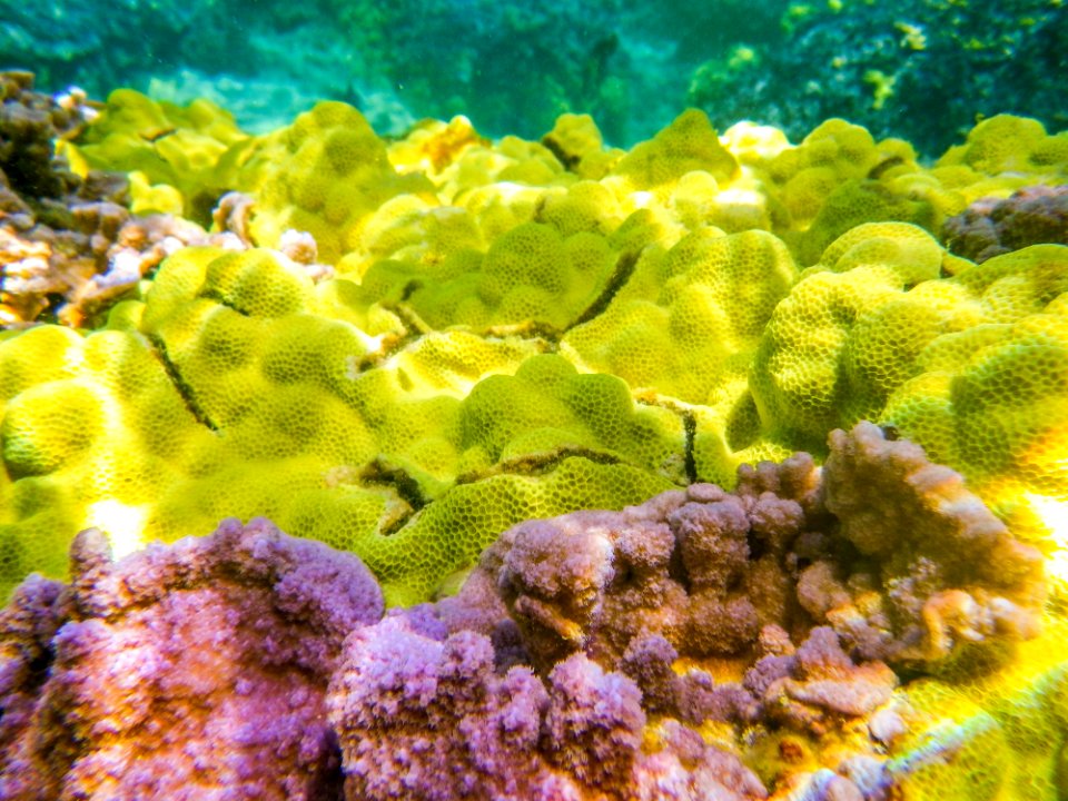 Yellow and purple coral grow in Midway's fringing reef