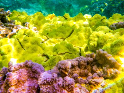 Yellow and purple coral grow in Midway's fringing reef
