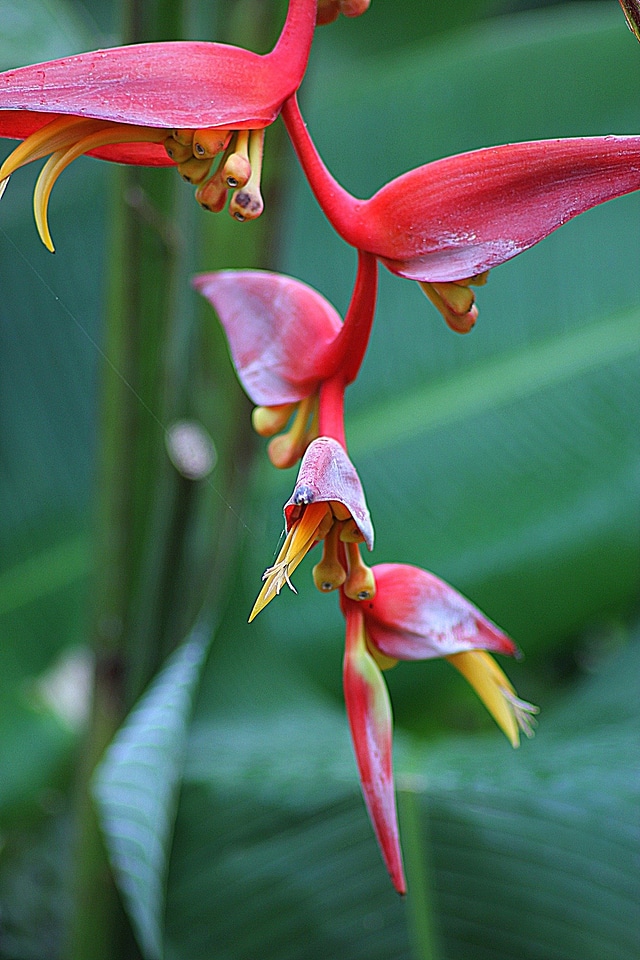 Garden fresh wild