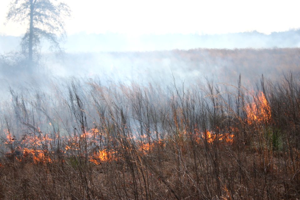 Drought, fire