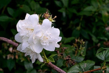SMC-Pentax-M-28mm3f5-6478680 an 7RM2 F=85,6 jasmin