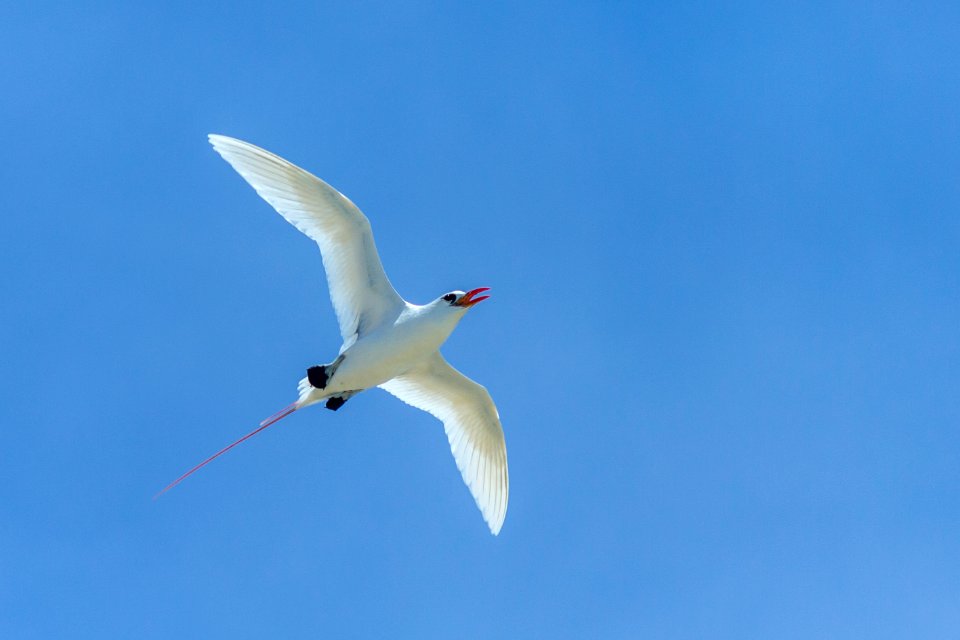 Red-tailed tropicbird (Phaethon rubricauda) in flight