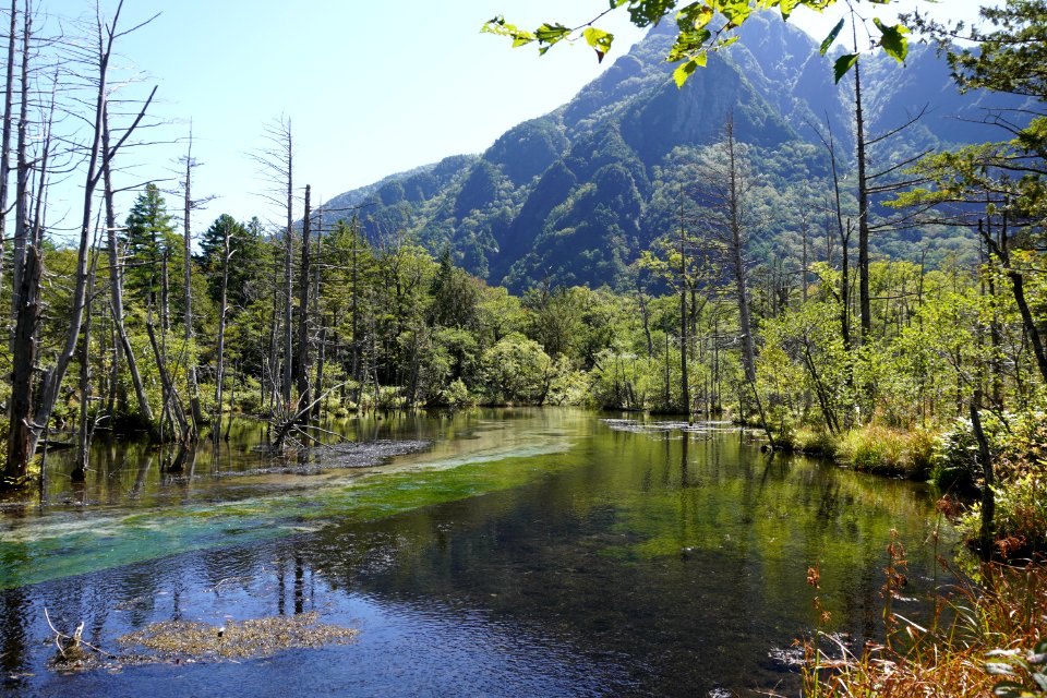 Trees and river with mountain