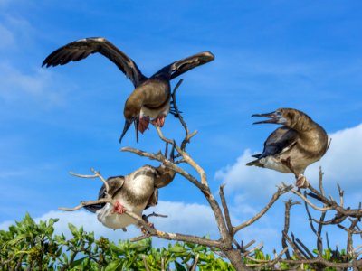 Three juvenile red-footed boobies (Sula sula) squabble over a perch photo