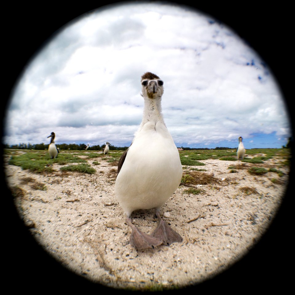 Awkward-looking juvenile Laysan albatross (Phoebastria immutabilis)