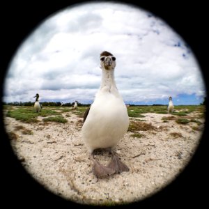 Awkward-looking juvenile Laysan albatross (Phoebastria immutabilis) photo