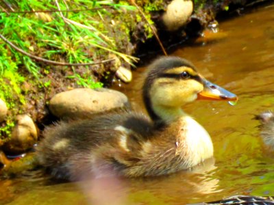 Baby duckling drinking water. photo