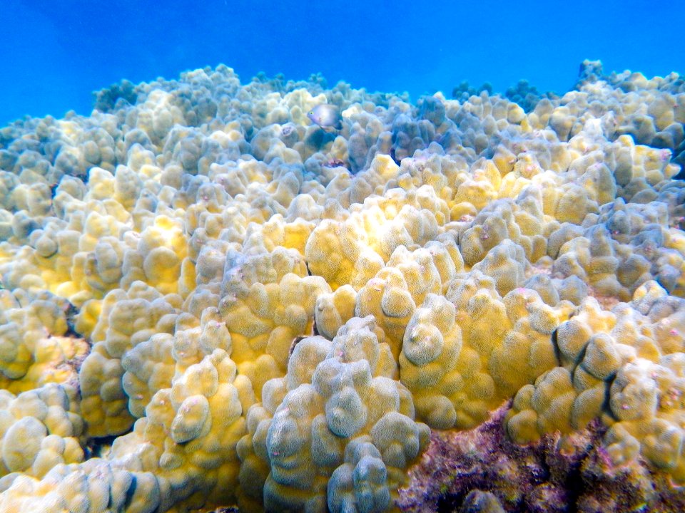 Yellow coral grows in Midway's fringing reef