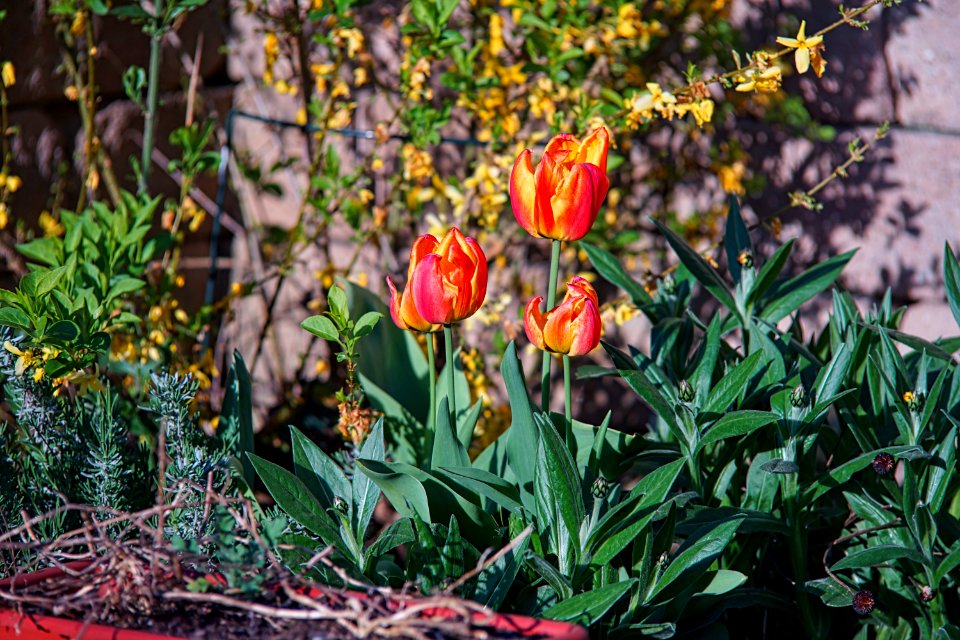Elicar 135mm 2f8 F= 5,6 an ILCE 7M2 tulpen1