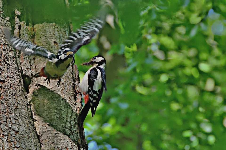 Nature flight flying