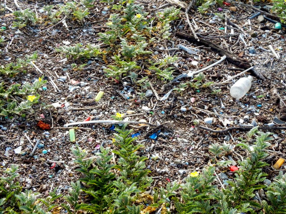 Marine debris, largely composed of plastic, intermingles with organic material that has washed up on Midway