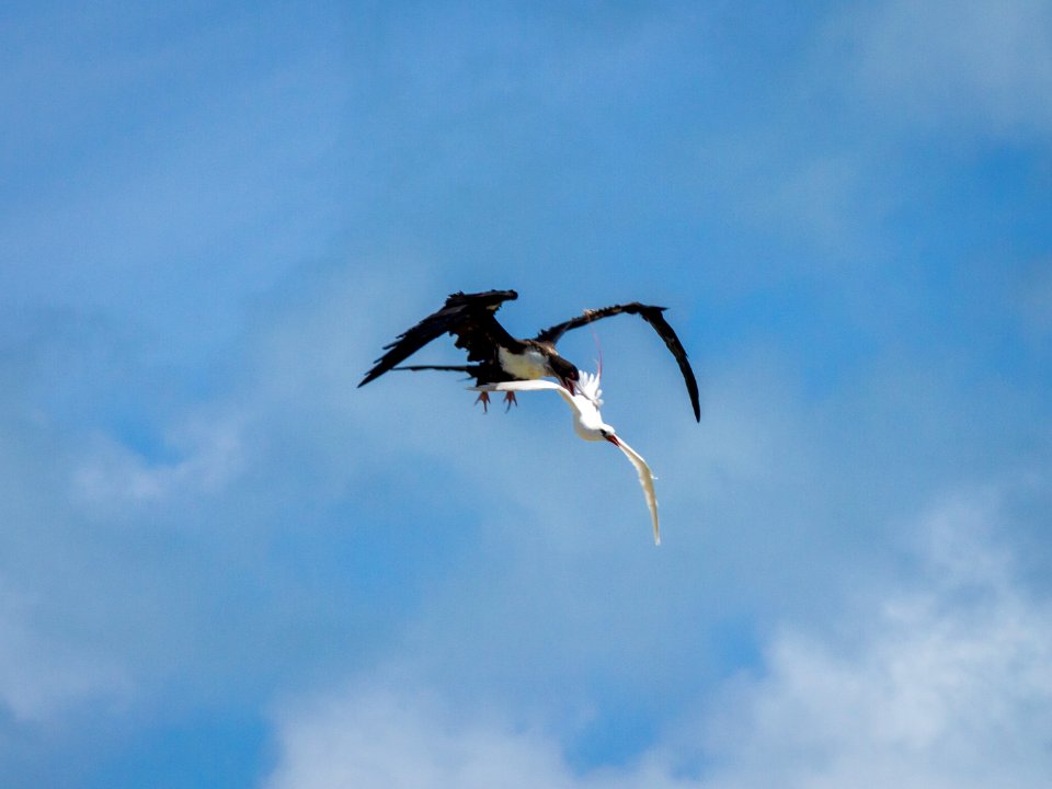 A great frigatebird (Fregata minor) attacks a red-tailed tropicbird (Phaethon rubricauda) mid-flight in an attempt to steal its food