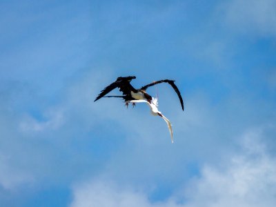 A great frigatebird (Fregata minor) attacks a red-tailed tropicbird (Phaethon rubricauda) mid-flight in an attempt to steal its food photo