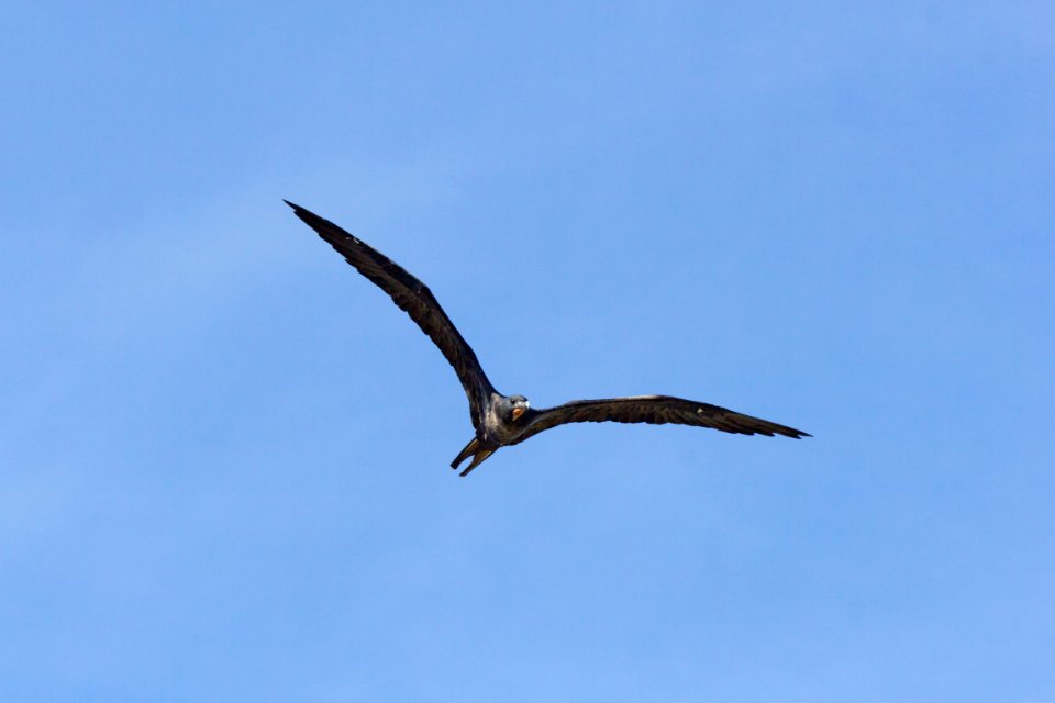 A male great frigatebird (Fregata minor) in flight