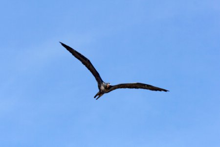 A male great frigatebird (Fregata minor) in flight