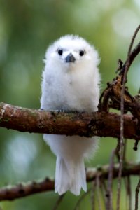 Extra fuzzy white tern (Gygis alba) juvenile