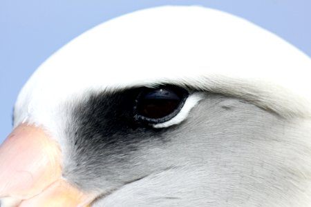 Looking into the eye of a Laysan albatross (Phoebastria immutabilis)