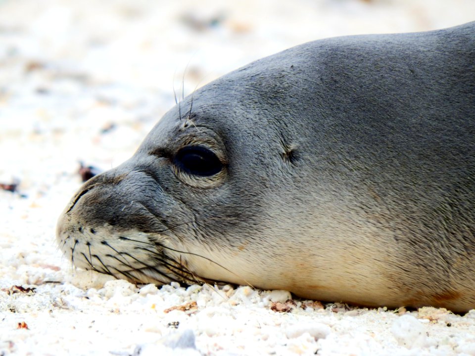 A Hawaiian monk seal (Neomonachus schauinslandi) rests on the beach. Photo taken from a distance of at least 50 feet.