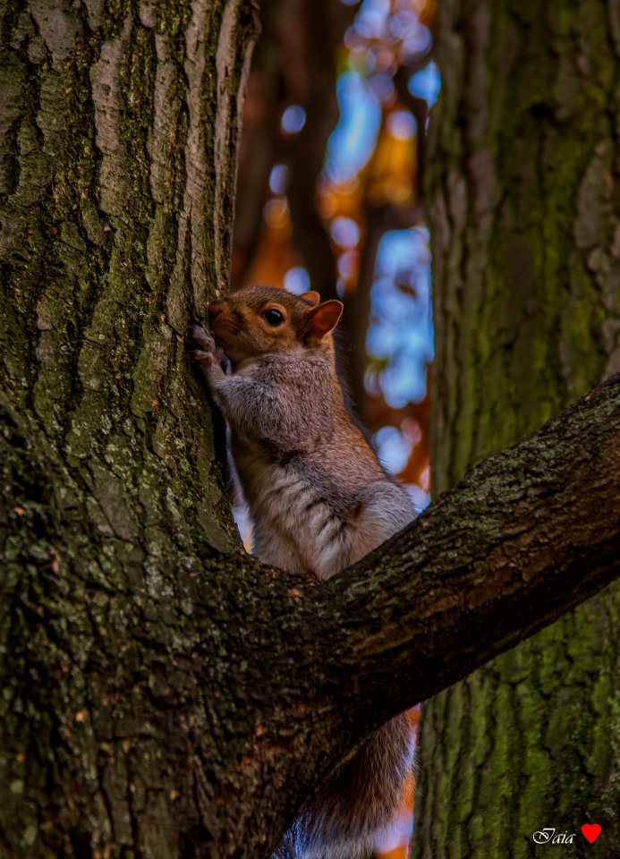 Squirrel friend