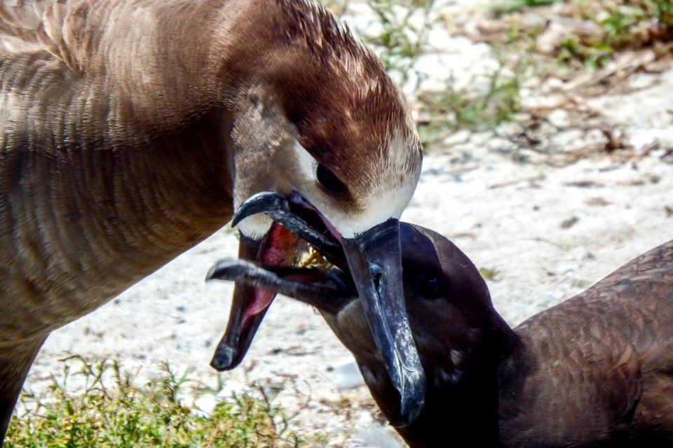 A black-footed albatross (Phoebastria nigripes) regurgitates food for its chick