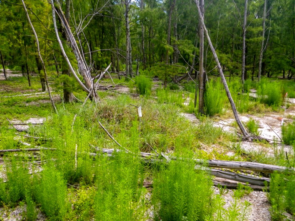 One of the largest endangered pōpolo (Solanum nelsonii) plants on Sand Island: BEFORE non-native plant removal non-native plant removal