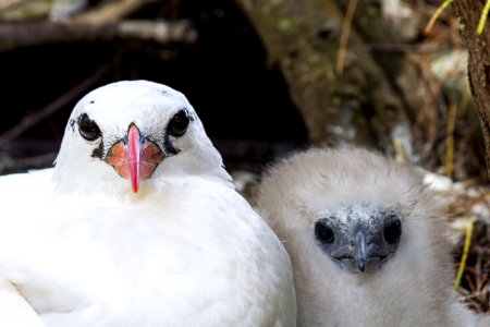 A red-tailed tropicbird (Phaethon rubricauda) parent with its chick photo