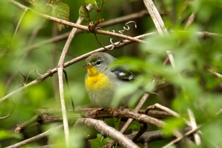 Northern Parula photo