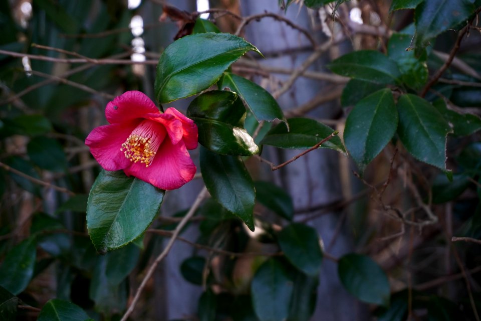 Camellia