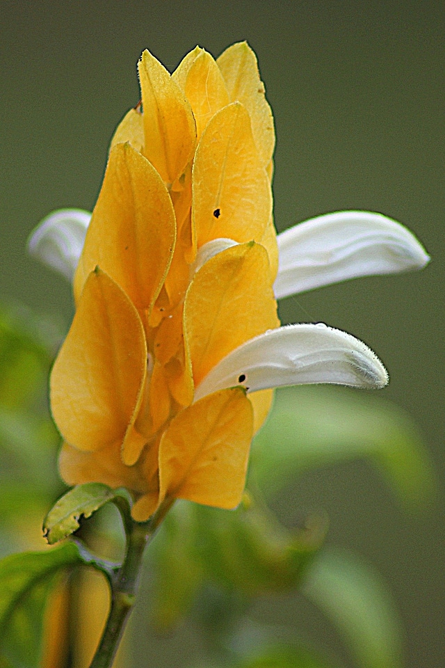 Garden fresh wild