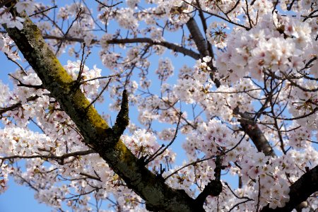 Sakura (Cherry blossoms)