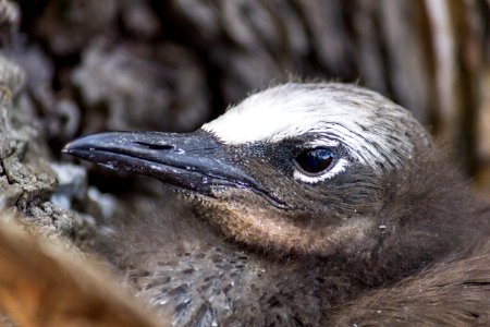 A brown noddy (Anous stolidus) chick photo