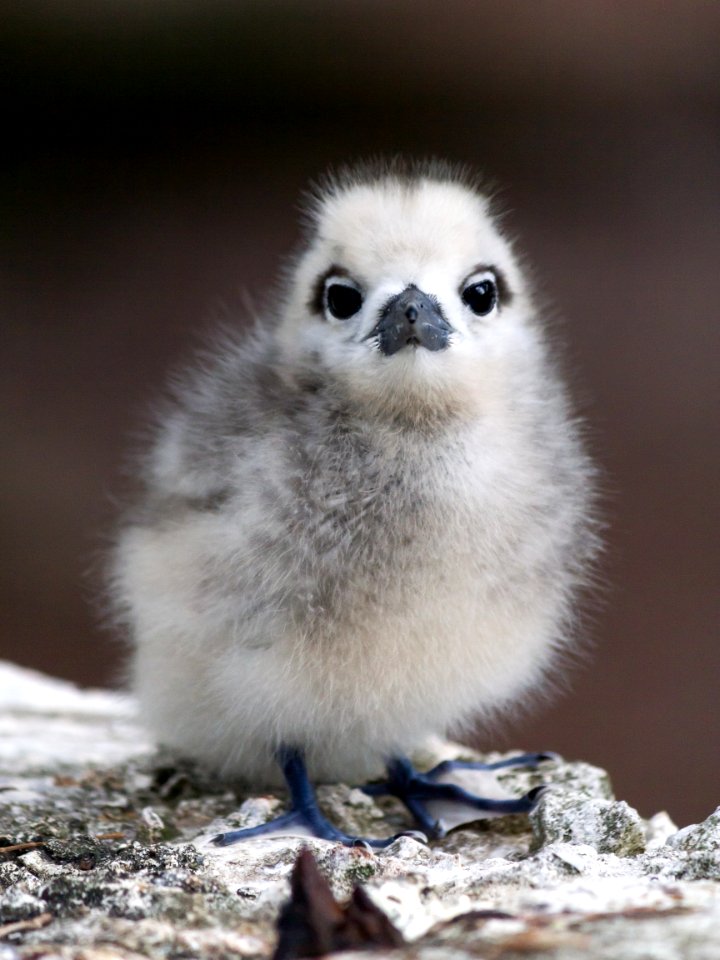 White tern (Gygis alba) chicks are the fluffiest little creatures I've ever seen
