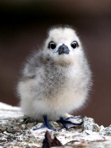 White tern (Gygis alba) chicks are the fluffiest little creatures I've ever seen