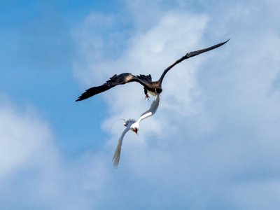 A great frigatebird (Fregata minor) attacks a red-tailed tropicbird (Phaethon rubricauda) mid-flight in an attempt to steal its food