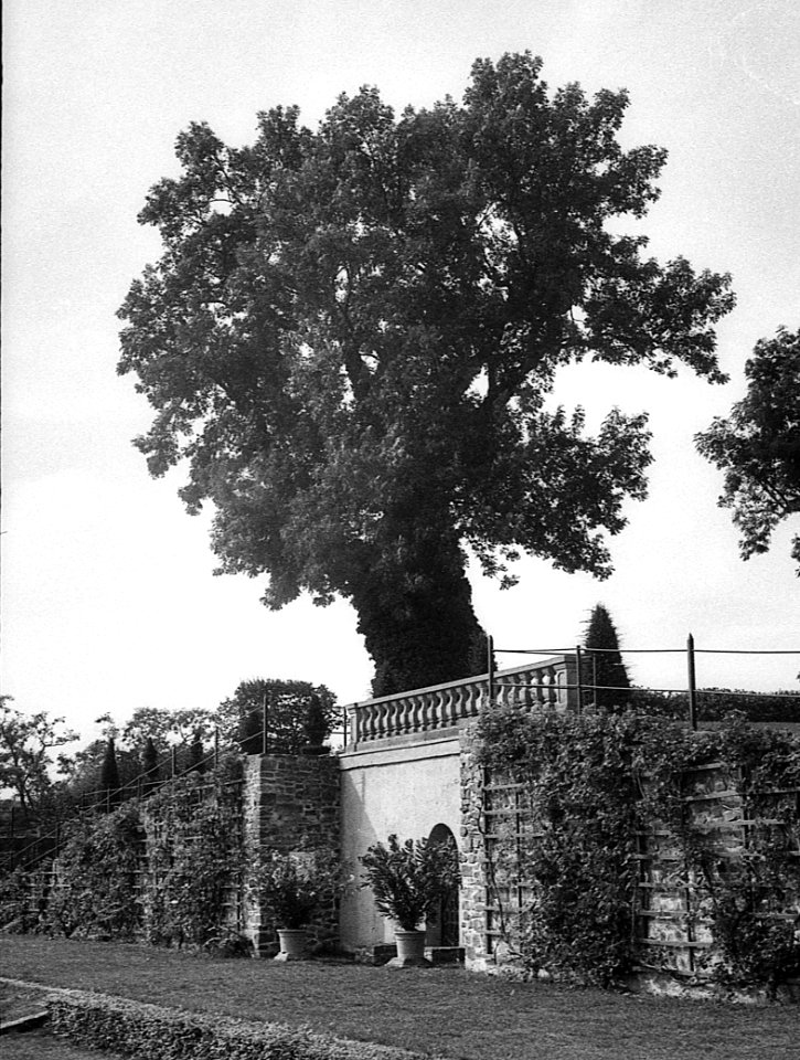 Ancient Tree - Analog