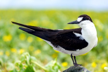 Portrait of a sooty tern (Onychoprion fuscatus) on Eastern Island