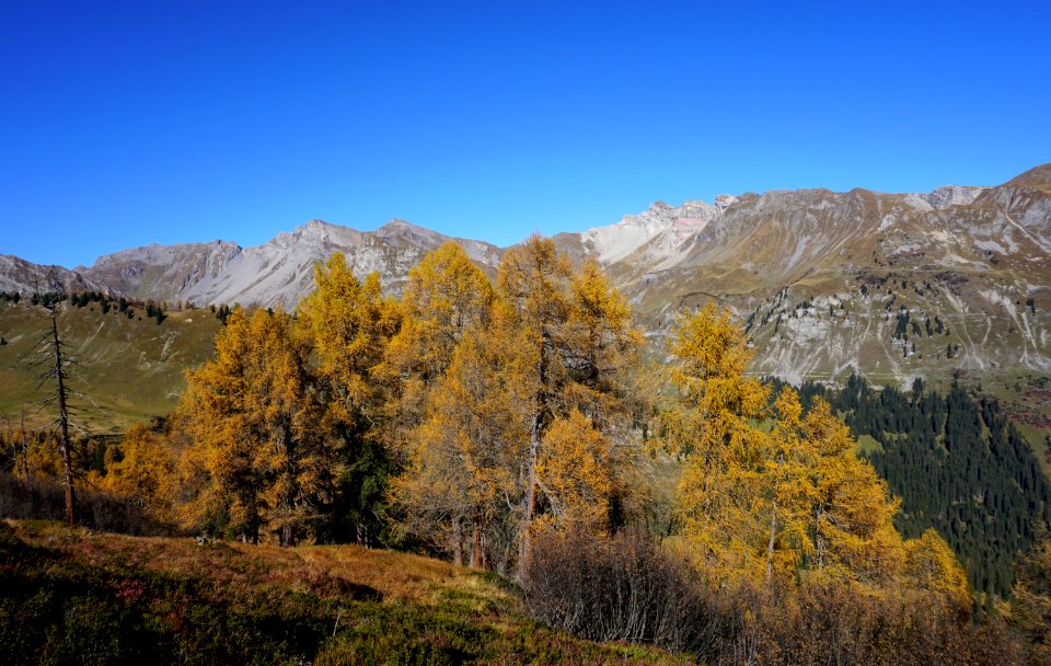 Jeninser Alp (Graubünden) photo