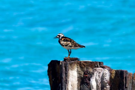 A ruddy turnstone (Arenaria interpres) perches on a seawall