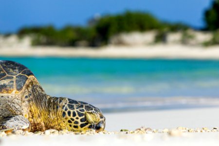 A green sea turtle (Chelonia mydas) rests on the appropriately named Turtle Beach, next to a friendly crab