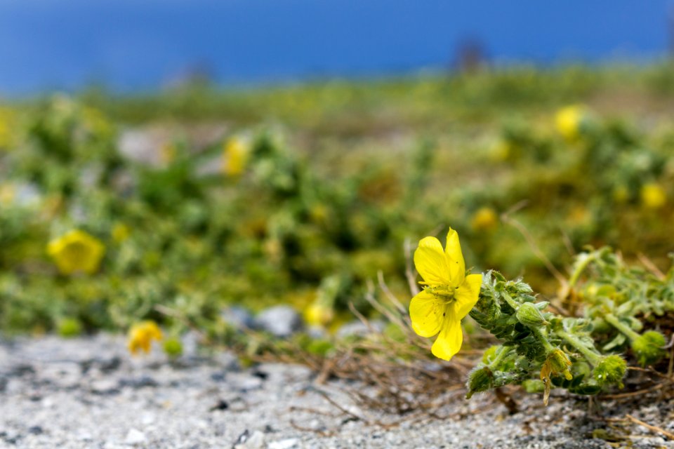 Close-up of a Nohu (Tribulus cistoides) flower on Eastern Island