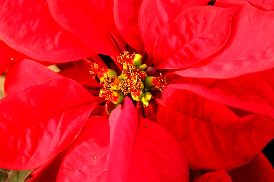 Poinsettias