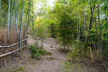 Bamboo grove