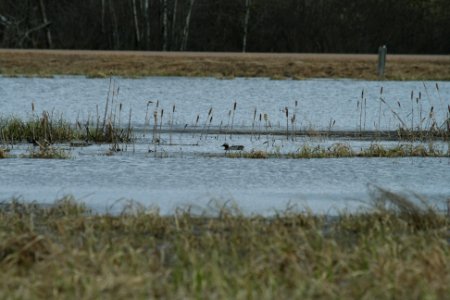 Garganey - my documentation photo
