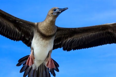 A juvenile red-footed booby (Sula sula) in flight photo