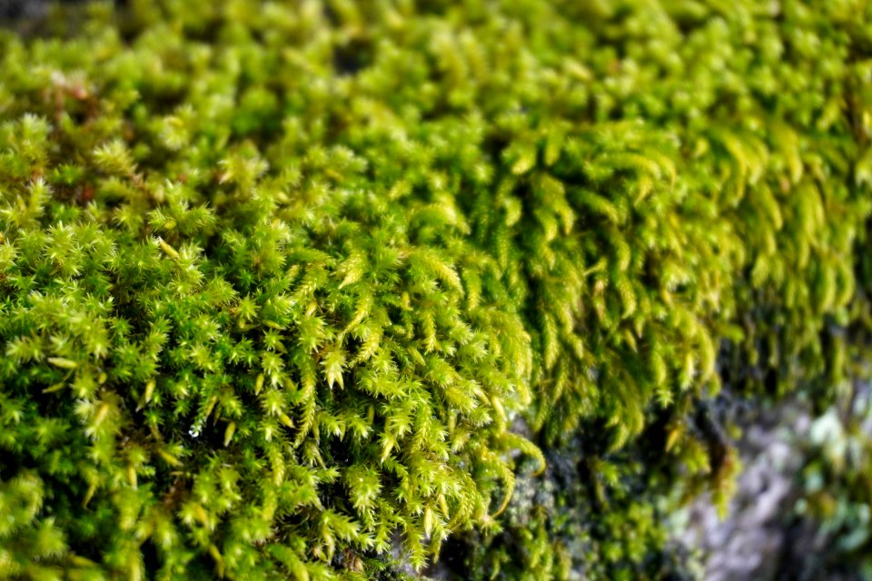 Moss at Kiyomizu-dera temple