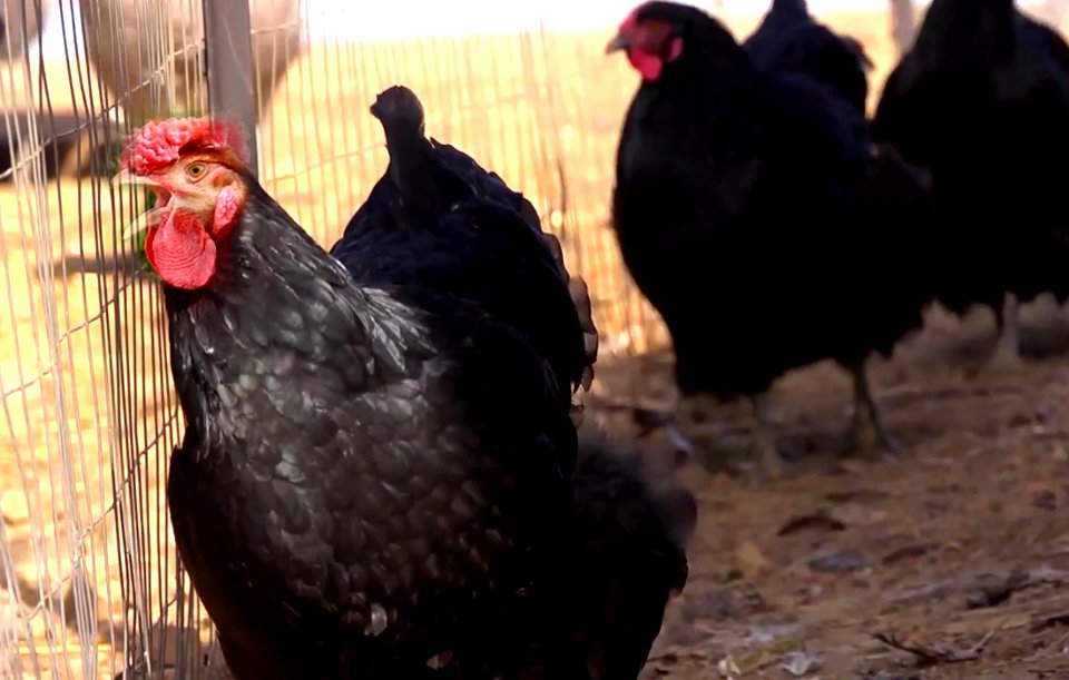 Black Chicken and hens