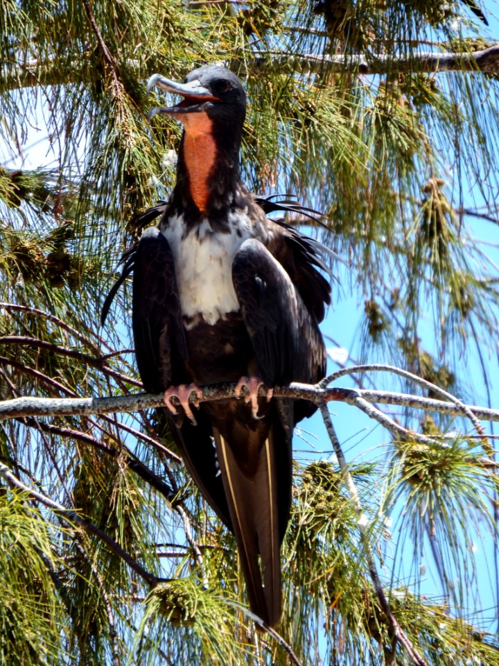 A male great frigatebird (Fregata minor) perched in an ironwood tree pants to keep cool
