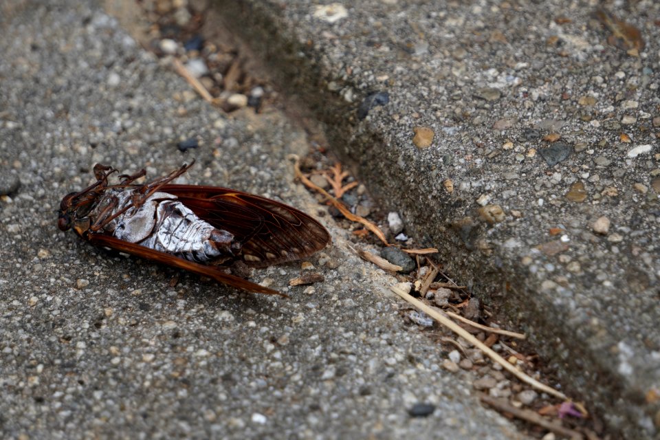 Dead aburazemi (cicada)