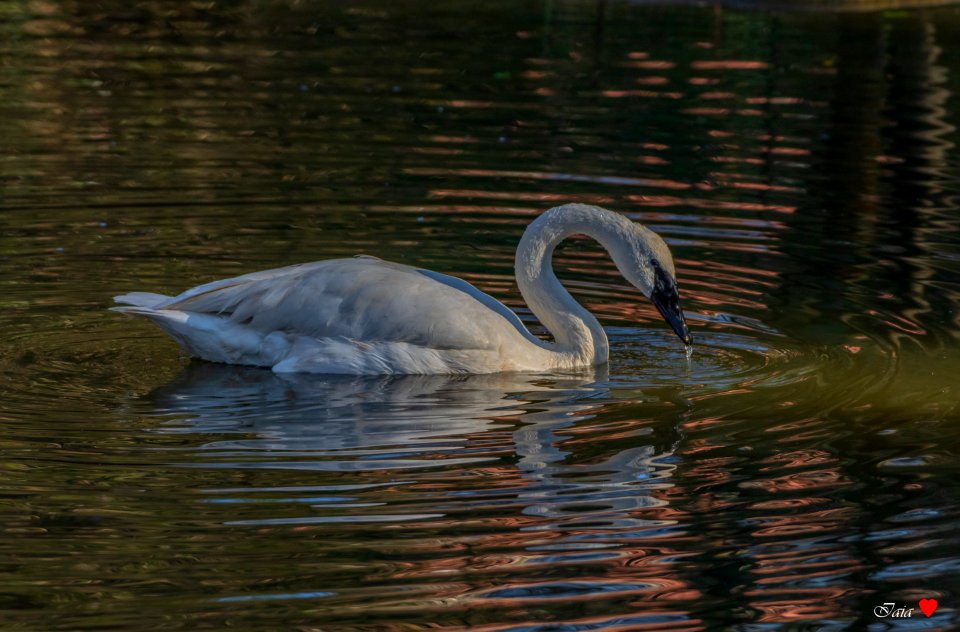 Cigno trombettiere (Cygnus buccinator )